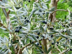 Olea Europaea, Oliven-Stämmchen -Gartenausstattergeschäft olea europaea pflanze55599c80545d6 1280x1280