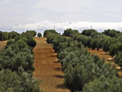 Olea Europaea, Oliven-Stämmchen -Gartenausstattergeschäft olivenfeld 1280x1280