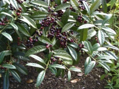 Prunus Laurocerasus 'Otto Luyken', Kirschlorbeer 2 Prunus Laurocerasus 'Otto Luyken', Kirschlorbeer -Gartenausstattergeschäft otto luyken beeren 1280x1280