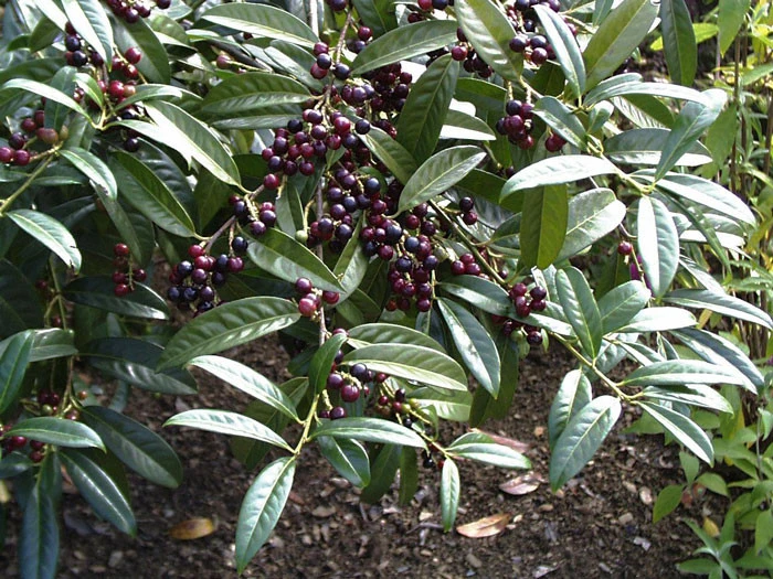 Prunus laurocerasus 'Otto Luyken', Kirschlorbeer Prunus Laurocerasus 'Otto Luyken', Kirschlorbeer -Gartenausstattergeschäft otto luyken