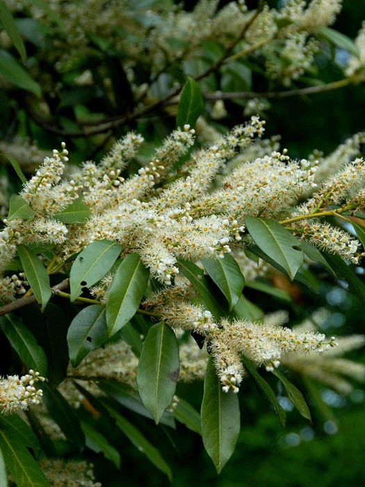 Prunus laurocerasus 'Otto Luyken', Kirschlorbeer Prunus Laurocerasus 'Otto Luyken', Kirschlorbeer -Gartenausstattergeschäft otto luyken