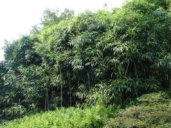 Pseudosasa Japonica, Pfeil-Bambus -Gartenausstattergeschäft pfeilbambus55599d9ea7d6f 1280x1280