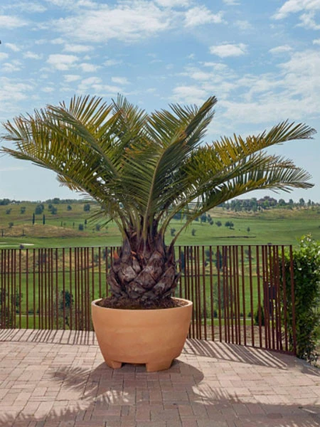 Pflanzkübel Megalos - XXL-Produkt Pflanzkübel Megalos - XXL-Produkt -Gartenausstattergeschäft pflanzkuebel