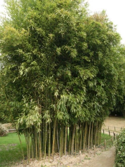 Phyllostachys Atrovaginata 'Green Parfume', Weihrauchbambus