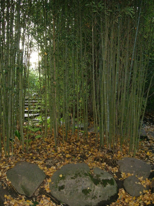 Phyllostachys aurea, Gelber Bambus Phyllostachys Aurea, Gelber Bambus -Gartenausstattergeschäft phyllostachys