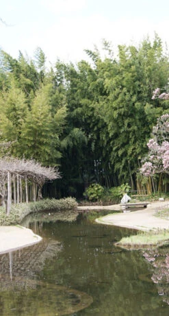 Phyllostachys Nigra 'Henonis', Goldhaar-Bambus