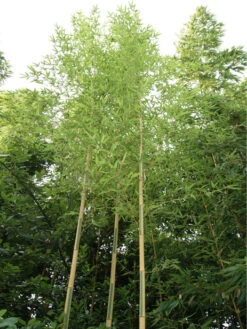 Phyllostachys Aureosulcata 'Spectabilis', Zickzack-Bambus