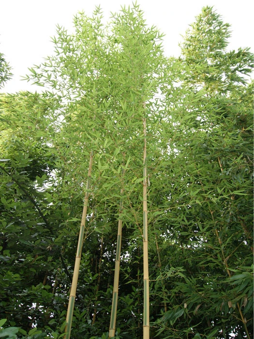 Phyllostachys aureosulcata 'Spectabilis', Zickzack-Bambus Phyllostachys Aureosulcata 'Spectabilis', Zickzack-Bambus -Gartenausstattergeschäft phyllostachys