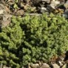 Picea Abies 'Little Gem', Kugel-Fichte, Kissen-Fichte