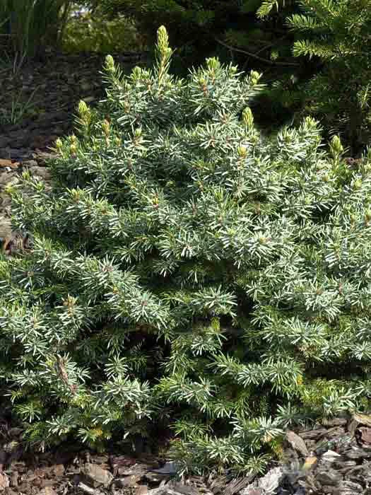 Picea omorika 'Nana', Serbische Kegel-Fichte Picea Omorika 'Nana', Serbische Kegel-Fichte -Gartenausstattergeschäft picea