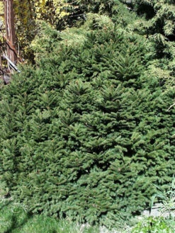 Picea Abies 'Nidiformis', Nest-Fichte