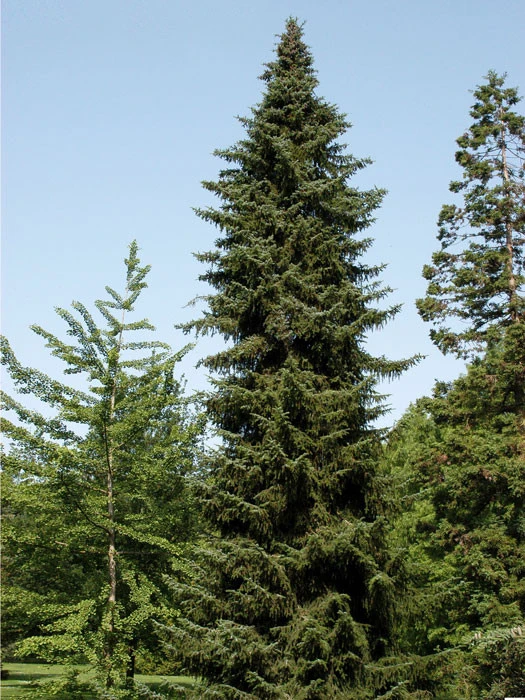 Picea omorika, Serbische Fichte Picea Omorika, Serbische Fichte -Gartenausstattergeschäft picea