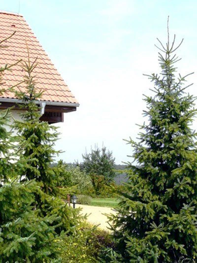 Picea omorika, Serbische Fichte Picea Omorika, Serbische Fichte -Gartenausstattergeschäft