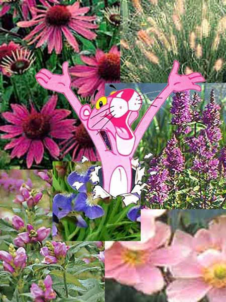 Stauden-Sortiment 'Pink Paradise' 46 Stück Stauden-Sortiment 'Pink Paradise' 46 Stück -Gartenausstattergeschäft