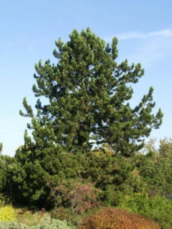 Pinus Leucodermis (syn. Heldreichii), Schlangenhaut-Kiefer