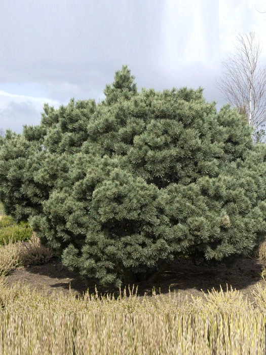 Pinus sylvestris 'Watereri', Silberkiefer Pinus Sylvestris 'Watereri', Silberkiefer -Gartenausstattergeschäft pinus