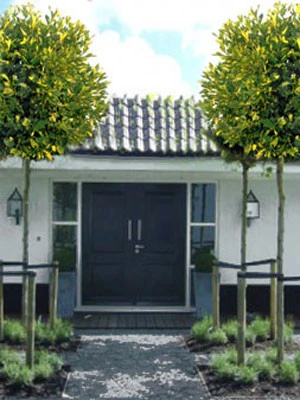 Platanus hispanica 'Alphens Globe', Kugelplatane - Hochstamm Platanus Hispanica 'Alphens Globe', Kugelplatane - Hochstamm -Gartenausstattergeschäft