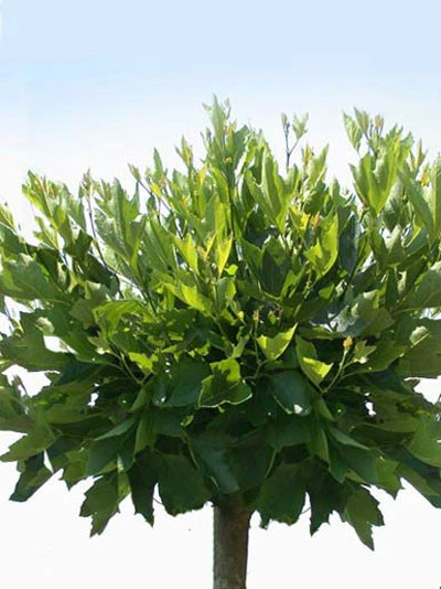 Platanus hispanica 'Alphens Globe', Kugelplatane - Hochstamm Platanus Hispanica 'Alphens Globe', Kugelplatane - Hochstamm -Gartenausstattergeschäft