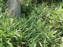 Pleioblastus Shibuyanus (variegatus) 'Tsuboi', Buntblättriger Zwergbambus -Gartenausstattergeschäft pleioblastus tsuboi blatt 1280x1280