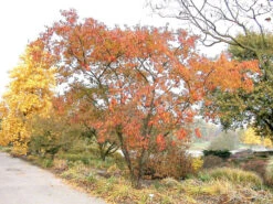 Prunus Subhirtella 'Autumnalis', Schneekirsche 3 Prunus Subhirtella 'Autumnalis', Schneekirsche -Gartenausstattergeschäft prunus autumnalis 1280x1280