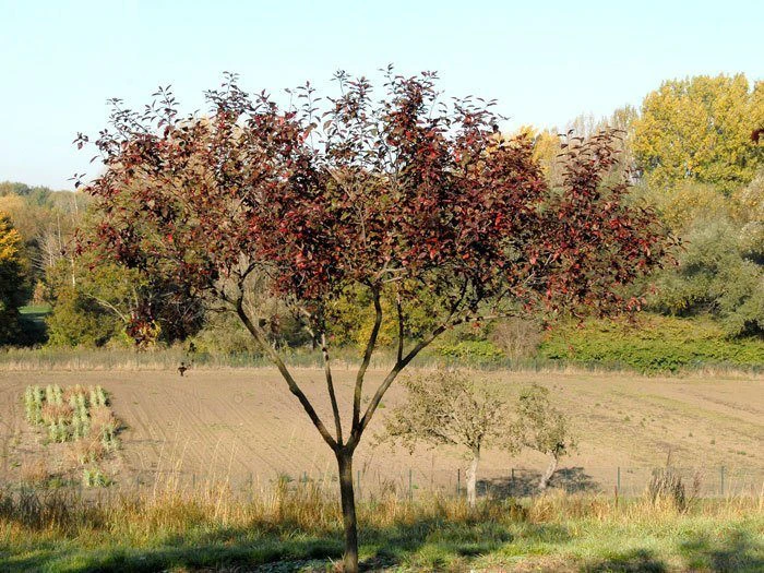 Prunus cistena, Zwerg-Blutpflaume Prunus Cistena, Zwerg-Blutpflaume -Gartenausstattergeschäft prunus cistena