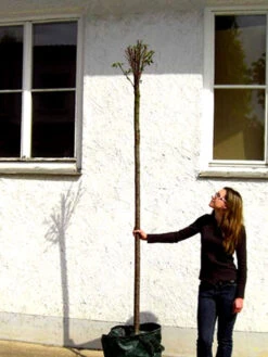 Prunus Fruticosa 'Globosa', Kugel-Kirsche - Hochstamm -Gartenausstattergeschäft prunus globosa hochstamm 1280x1280