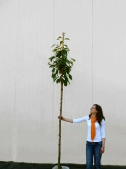 Prunus Serrulata 'Kanzan', Japanische Nelkenkirsche - Hochstamm -Gartenausstattergeschäft prunus kanzan hochstamm 1280x1280