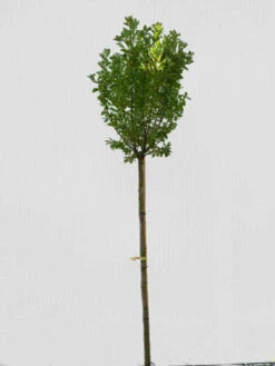 Prunus Padus 'Nana', Kugel-Traubenkirsche - Hochstamm -Gartenausstattergeschäft prunus padus nana hochstamm 1280x1280