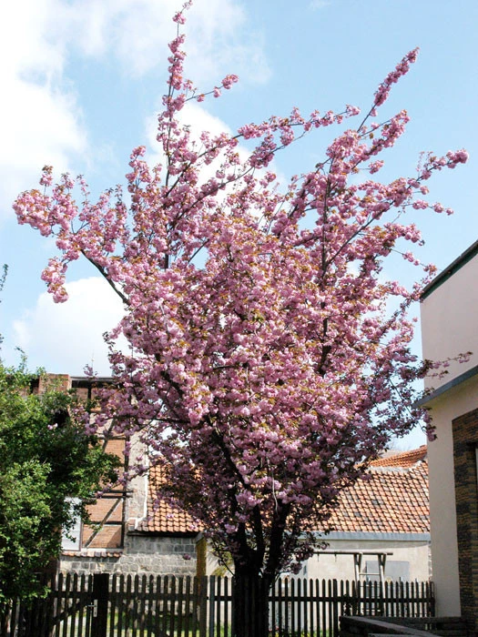 Prunus serrulata 'Kanzan', Nelkenkirsche Prunus Serrulata 'Kanzan', Nelkenkirsche -Gartenausstattergeschäft prunus serrulata