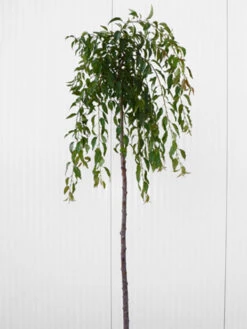 Prunus Serrulata 'Kiku-Shidare-Sakura', Japanische Hänge-Nelkenkirsche - Hochstamm 2 Prunus Serrulata 'Kiku-Shidare-Sakura', Japanische Hänge-Nelkenkirsche - Hochstamm -Gartenausstattergeschäft prunus shidare zakura 1280x1280