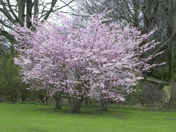 Prunus subhirtella 'Autumnalis', Schneekirsche Prunus Subhirtella 'Autumnalis', Schneekirsche -Gartenausstattergeschäft prunus subhirtella