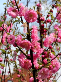 Prunus Triloba, Mandelbäumchen, Japanische Zierkirsche -Gartenausstattergeschäft prunus triloba2 43409 2 1280x1280