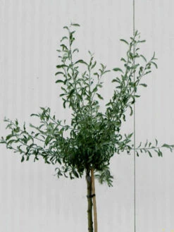 Pyrus Salicifolia 'Pendula', Hängende Silberbirne - Hochstamm 3 Pyrus Salicifolia 'Pendula', Hängende Silberbirne - Hochstamm -Gartenausstattergeschäft pyrus salicifolia krone 1280x1280