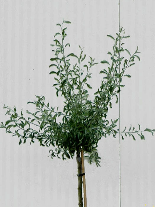 Pyrus salicifolia 'Pendula', Hängende Silberbirne - Hochstamm Pyrus Salicifolia 'Pendula', Hängende Silberbirne - Hochstamm -Gartenausstattergeschäft pyrus salicifolia