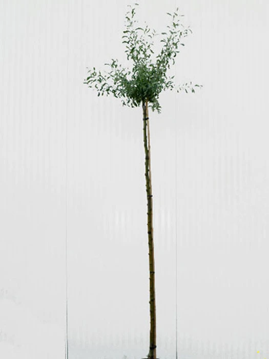 Pyrus salicifolia 'Pendula', Hängende Silberbirne - Hochstamm Pyrus Salicifolia 'Pendula', Hängende Silberbirne - Hochstamm -Gartenausstattergeschäft pyrus salicifolia