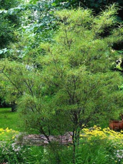 Rhamnus Frangula 'Asplenifolia'