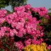 Rhododendron 'Anastasia'