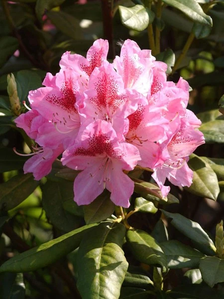 Rhododendron 'Cosmopolitan' Rhododendron 'Cosmopolitan' -Gartenausstattergeschäft rhodo