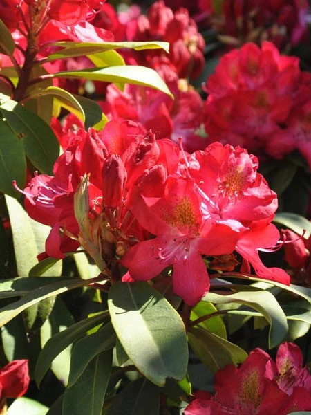 Rhododendron 'Junifeuer' Rhododendron 'Junifeuer' -Gartenausstattergeschäft rhodo