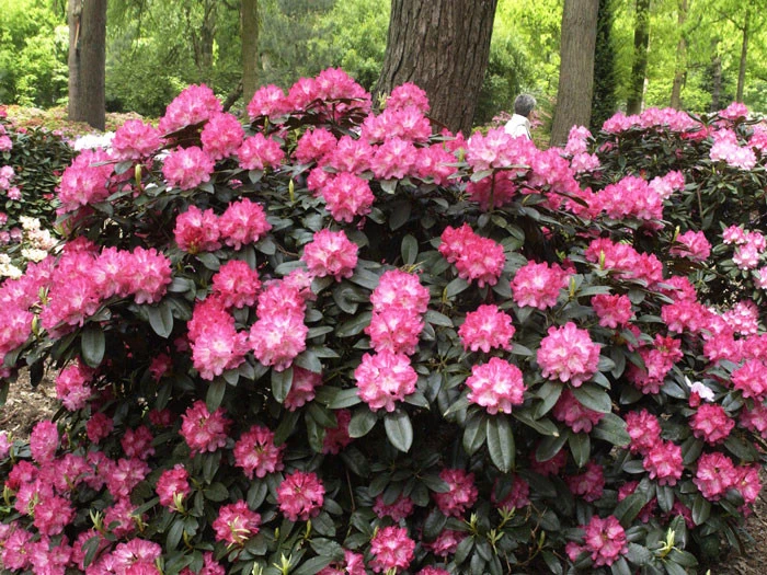 Rhododendron yak. 'Anuschka' INKARHO ® Rhododendron Yak. 'Anuschka' INKARHO ® -Gartenausstattergeschäft rhododendron