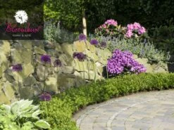 Rhododendron 'Bloombux®' -Gartenausstattergeschäft rhododendron bloombux 1280x1280