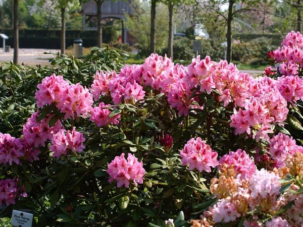 Rhododendron 'Cosmopolitan' Rhododendron 'Cosmopolitan' -Gartenausstattergeschäft rhododendron