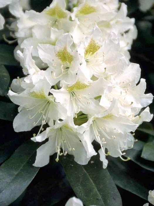 Rhododendron 'Cunningham's White' Rhododendron 'Cunningham's White' -Gartenausstattergeschäft rhododendron cunninghams