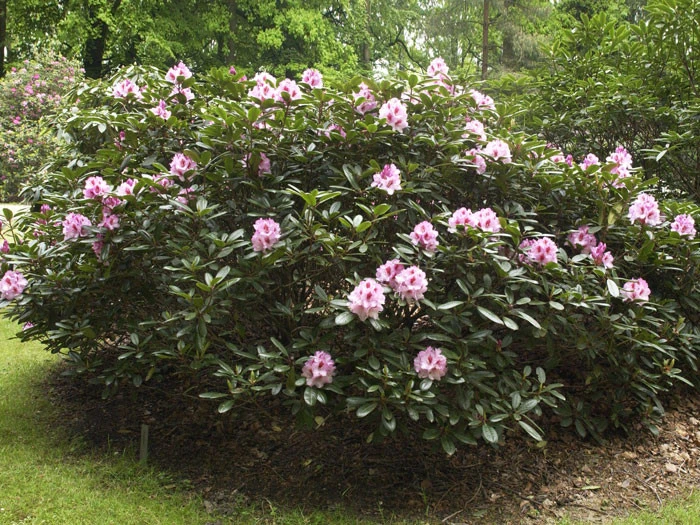 Rhododendron 'Diadem' Rhododendron 'Diadem' -Gartenausstattergeschäft rhododendron