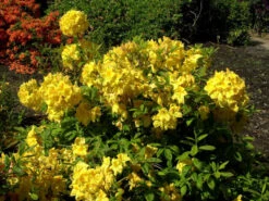 Rhododendron Luteum 'Golden Sunset', Sommergrüne Japanische Gartenazalee 2 Rhododendron Luteum 'Golden Sunset', Sommergrüne Japanische Gartenazalee -Gartenausstattergeschäft rhododendron golden sunset 1280x1280