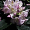 Rhododendron 'Gomer Waterer' INKARHO®
