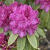 Rhododendron 'Old Port'