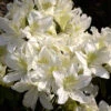 Rhododendron Obtusum 'Palestrina', Wintergrüne Japanische Gartenazalee