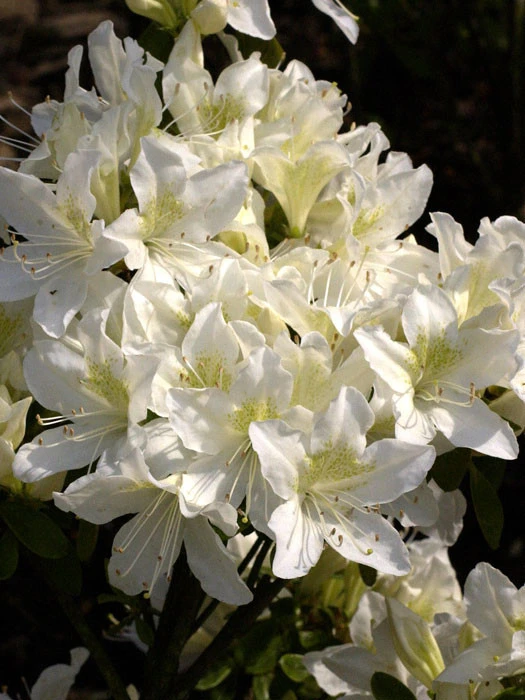 Rhododendron obtusum 'Palestrina', wintergrüne japanische Gartenazalee Rhododendron Obtusum 'Palestrina', Wintergrüne Japanische Gartenazalee -Gartenausstattergeschäft rhododendron