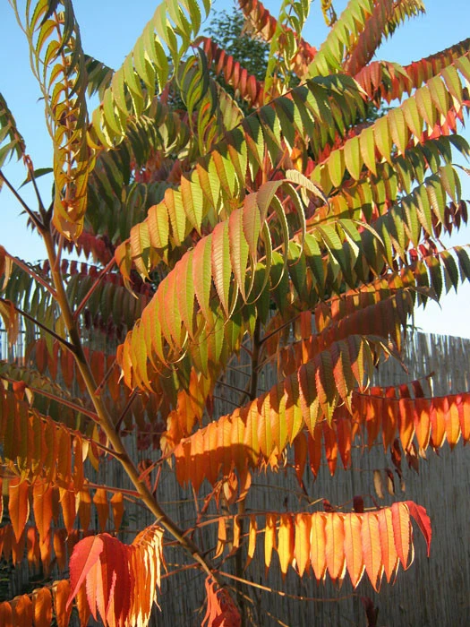 Rhus typhina 'Tiger Eyes', Essigbaum Rhus Typhina 'Tiger Eyes', Essigbaum -Gartenausstattergeschäft rhus hirta tiger